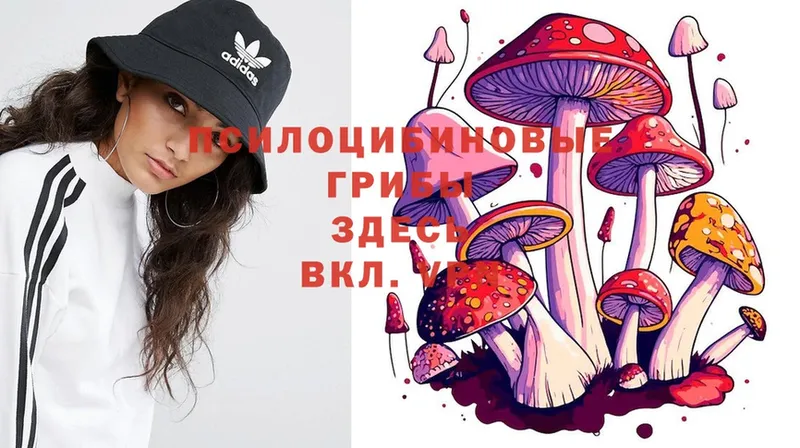 Псилоцибиновые грибы Cubensis  Дигора 